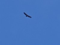 IMGP7715  -->
