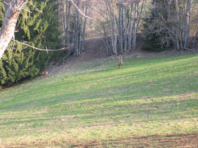 pf131 